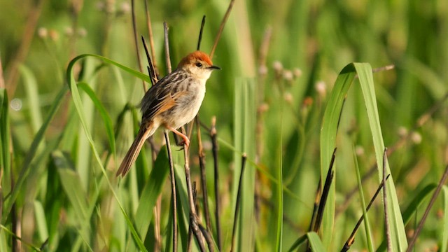 Levaillant's Cisticola - ML639333436