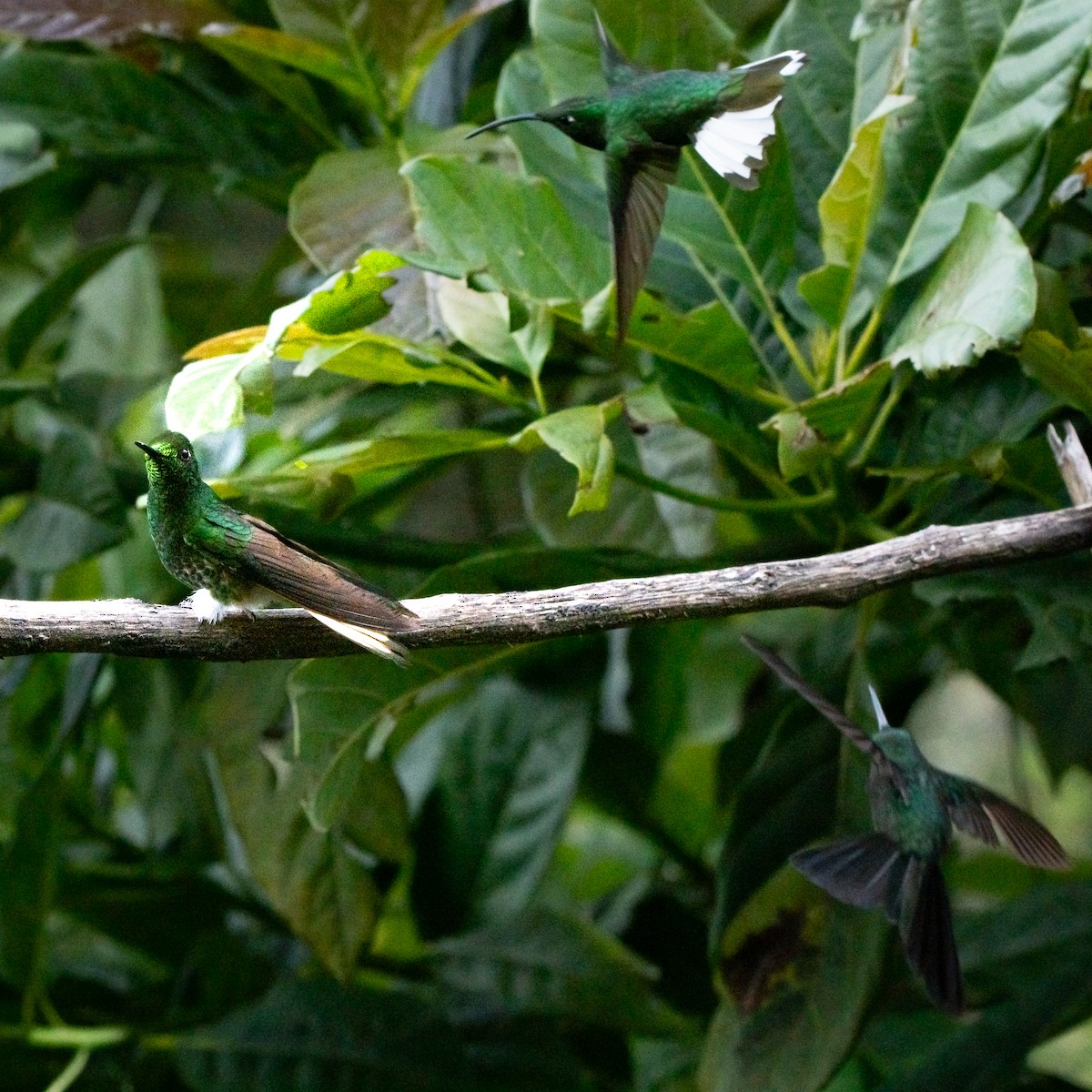 Buff-tailed Coronet - ML639333452