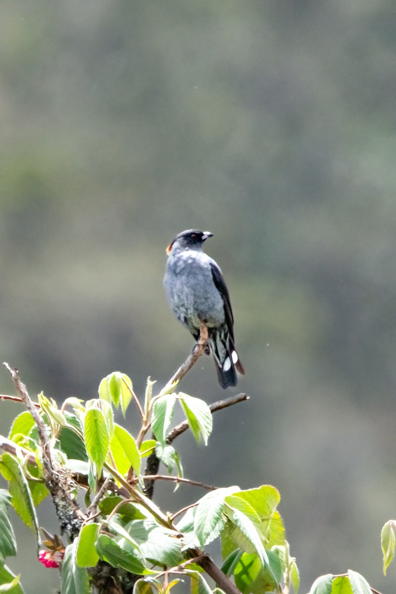 Red-crested Cotinga - ML639333493