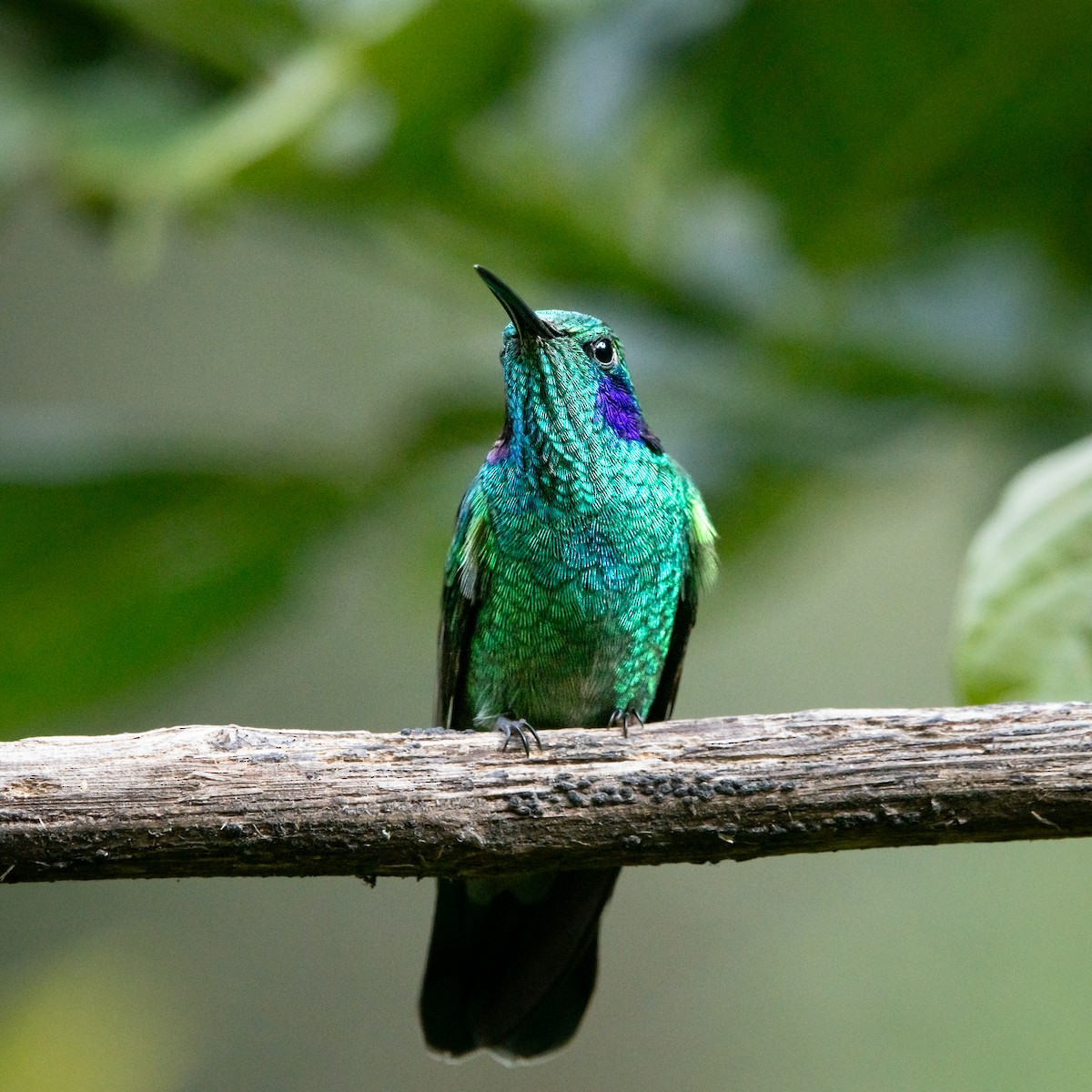 Lesser Violetear - ML639333503