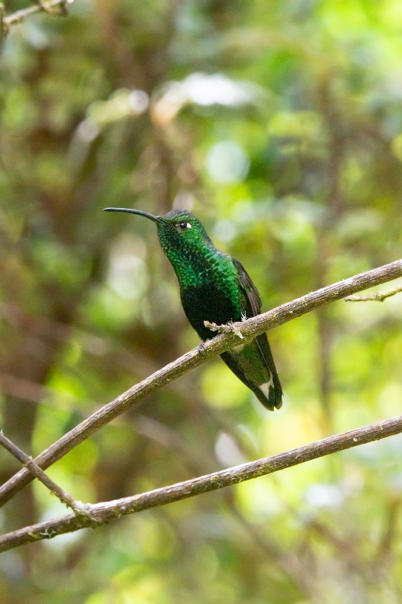 Mountain Velvetbreast - ML639333516