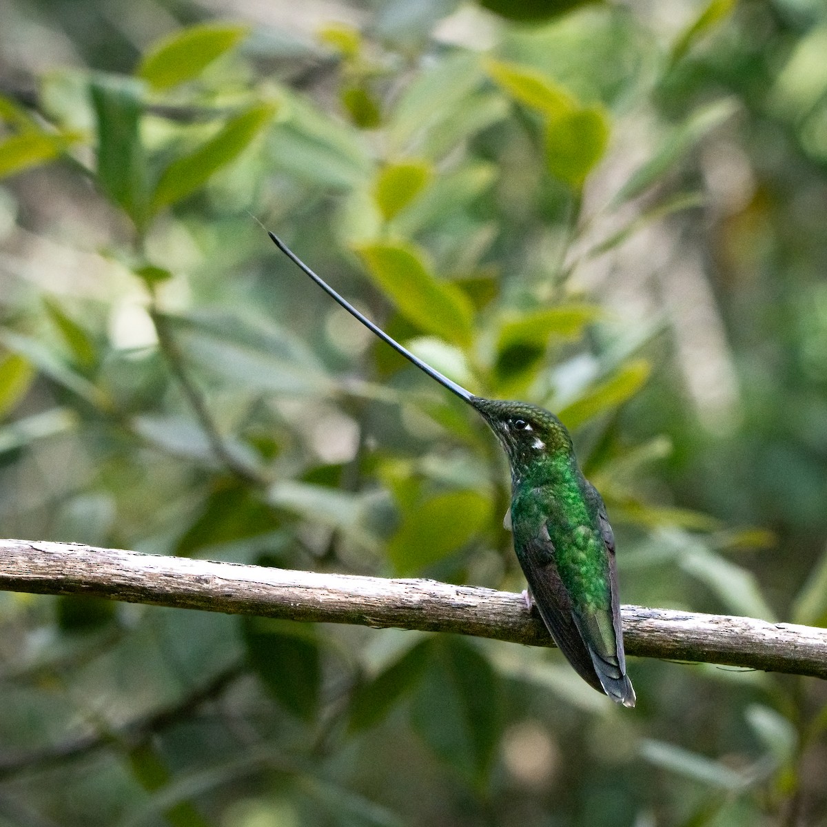 Sword-billed Hummingbird - ML639333525