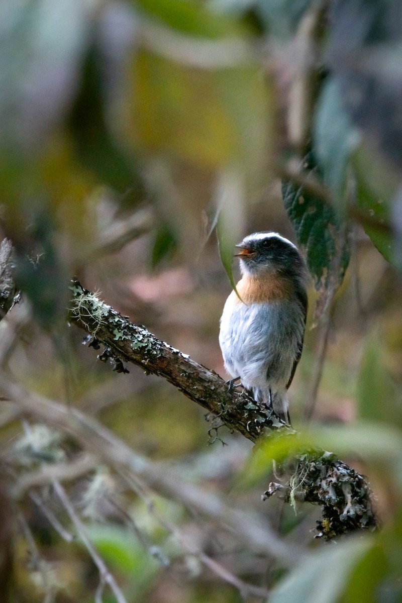 Rufous-breasted Chat-Tyrant - ML639333535