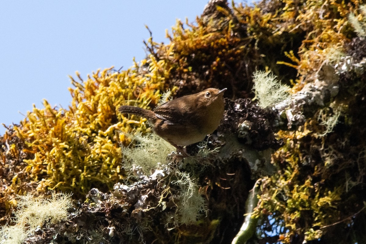 Mountain Wren - ML639333541