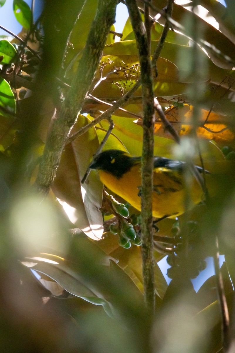 Lacrimose Mountain Tanager - ML639333578