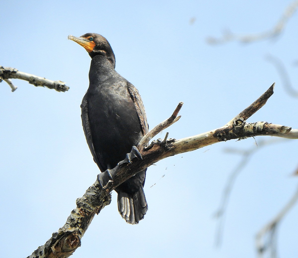 Cormoran à aigrettes - ML639333602