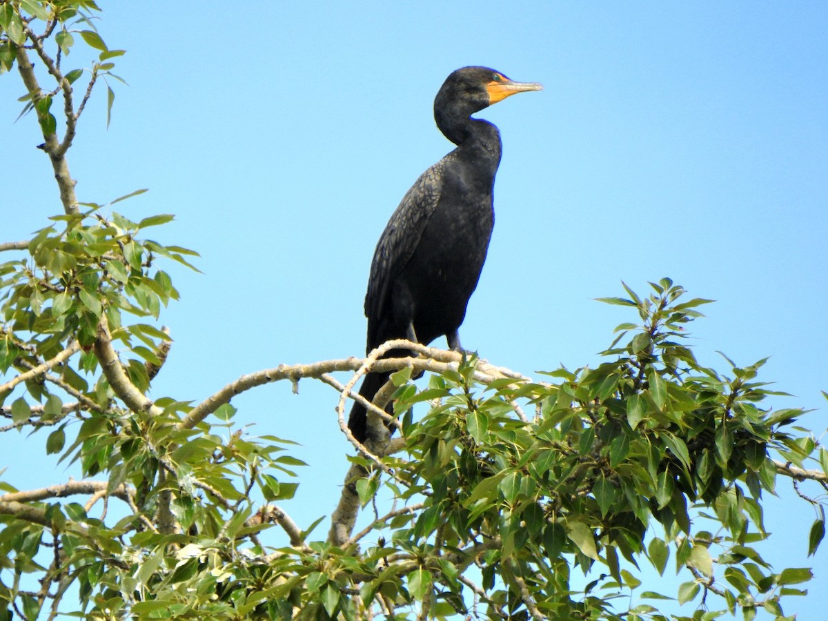 Cormoran à aigrettes - ML639333603