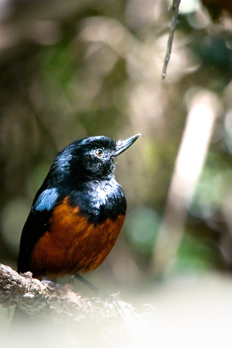 Chestnut-bellied Flowerpiercer - ML639333612