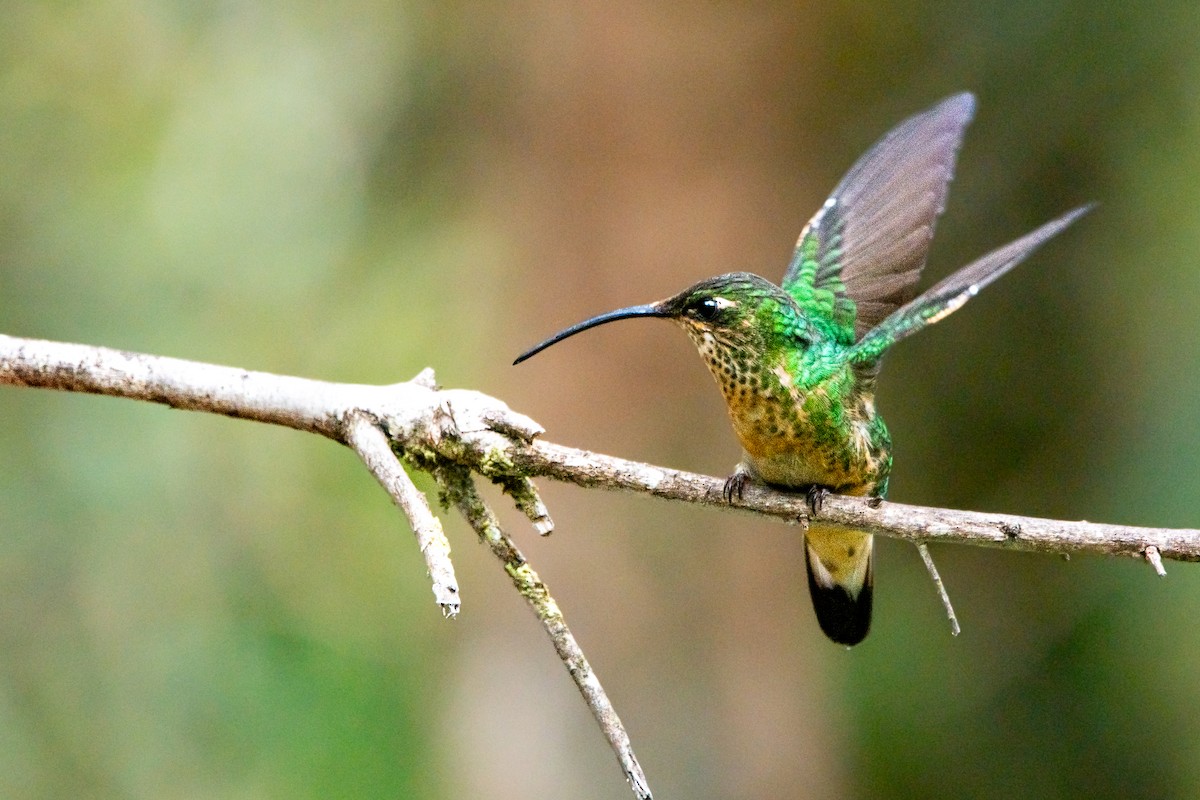 Mountain Velvetbreast - ML639333746