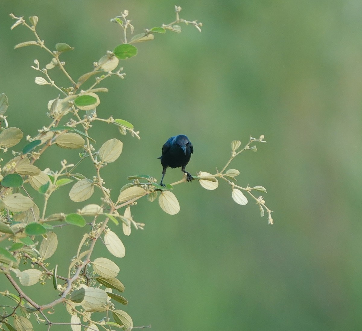 Purple Sunbird - ML639333791