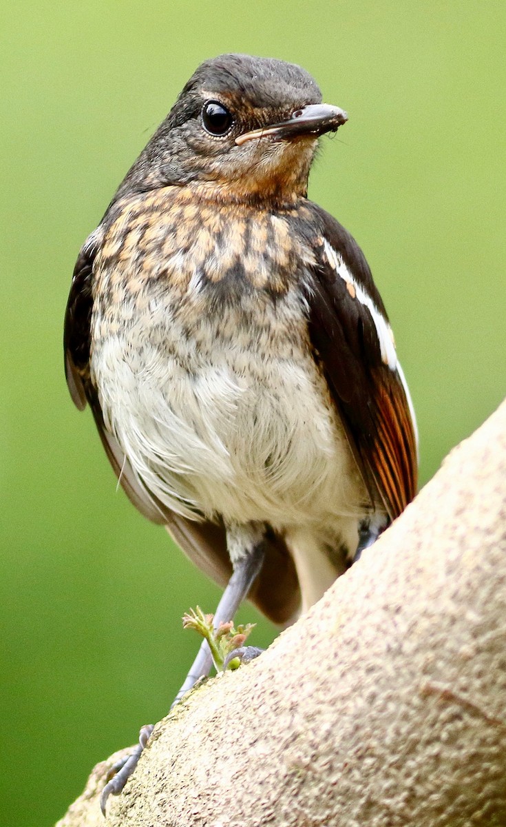 Oriental Magpie-Robin - ML639333815