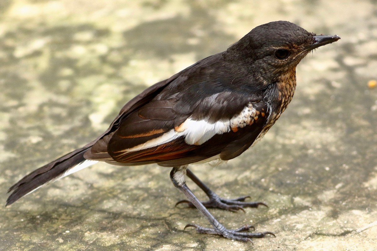 Oriental Magpie-Robin - ML639333817