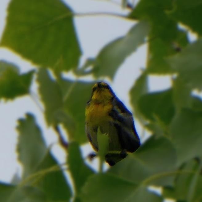 Grace's Warbler - ML639333897