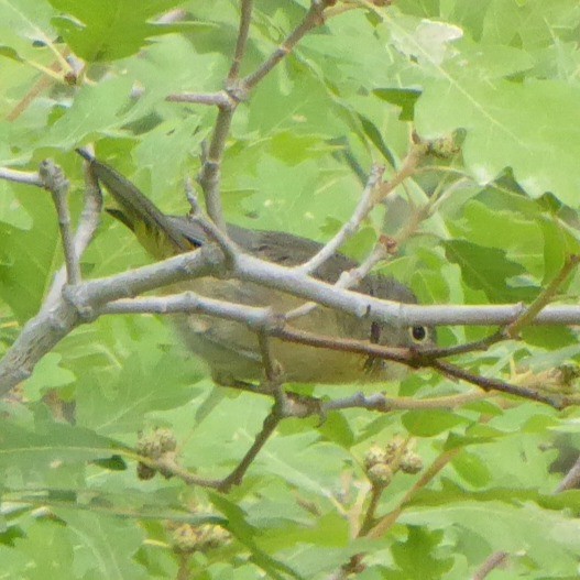 Virginia's Warbler - ML639333907
