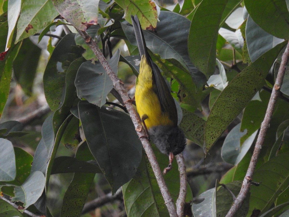 Gray-hooded Bush Tanager (Red-billed) - ML639333953