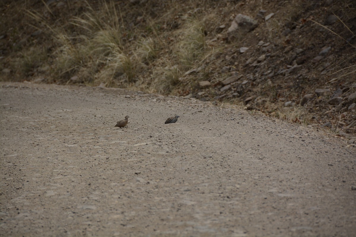 Montezuma Quail - ML639333955