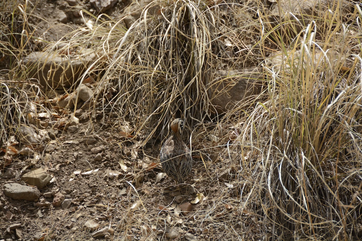 Montezuma Quail - ML639333957