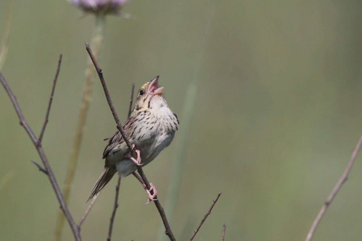 Henslow's Sparrow - ML639333961