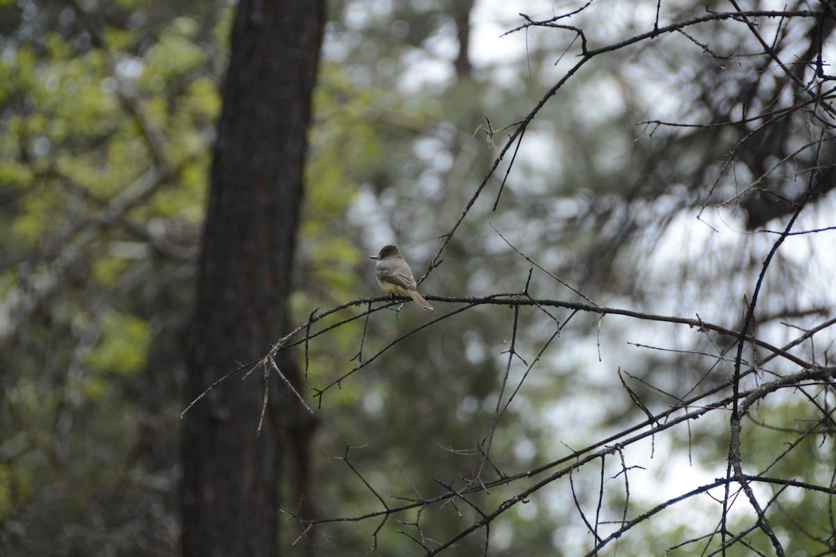 Dusky-capped Flycatcher - ML639333963