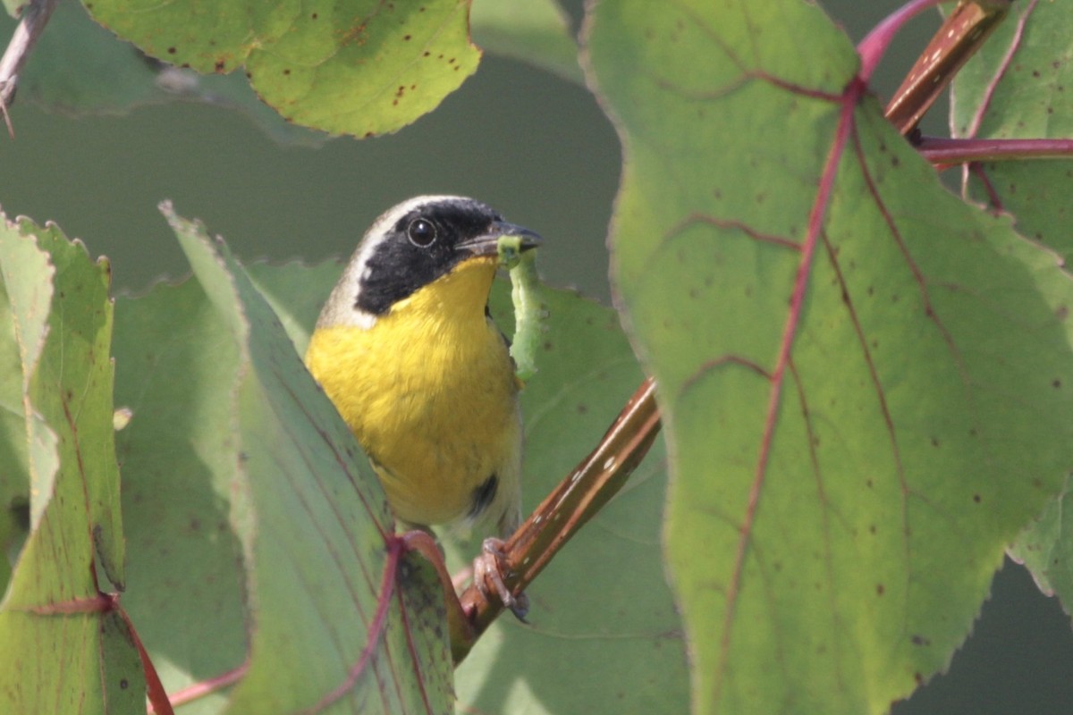 Common Yellowthroat - ML639333975