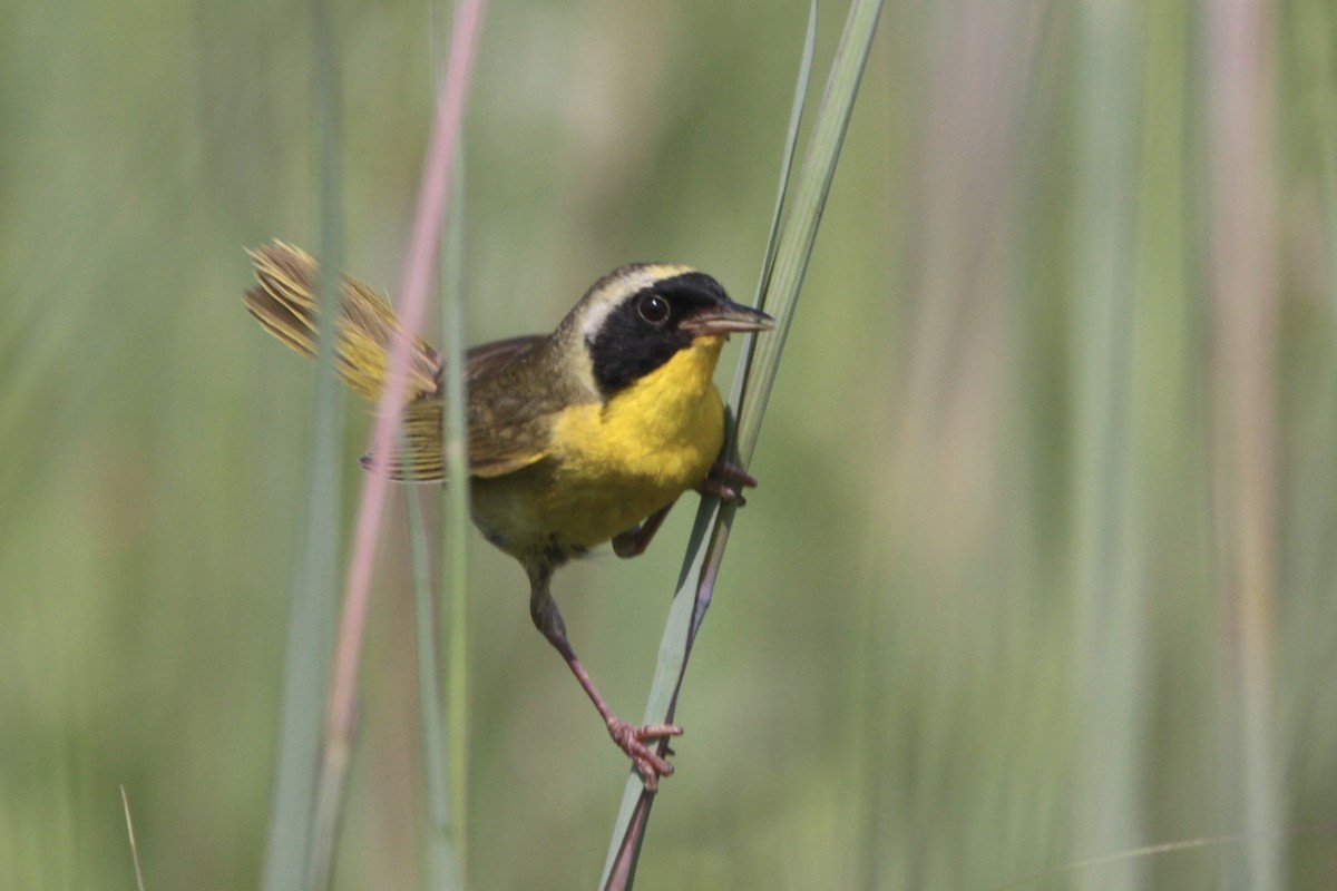 Common Yellowthroat - ML639333976