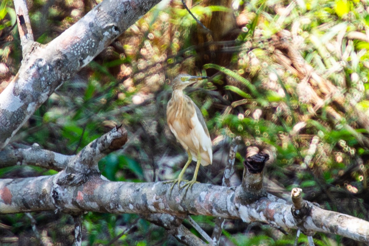 Javan Pond-Heron - ML639334020