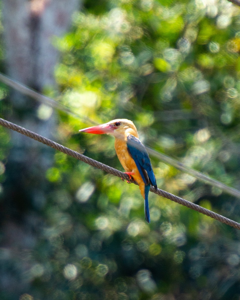 Stork-billed Kingfisher - ML639334022