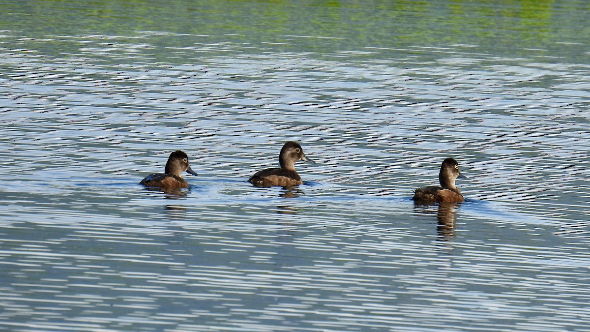 Ring-necked Duck - ML639334199