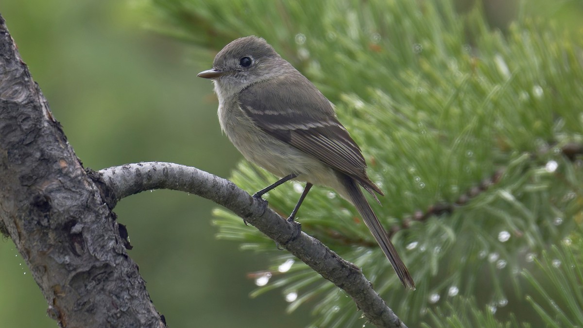 Dusky Flycatcher - ML639334205