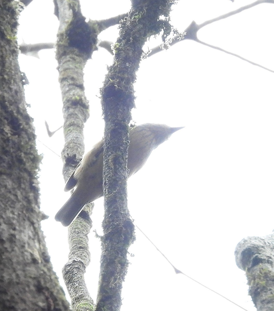 Bower's Shrikethrush - ML639334238