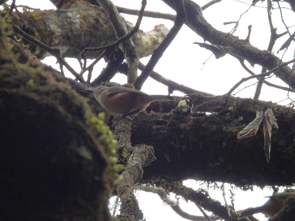 Bower's Shrikethrush - ML639334239