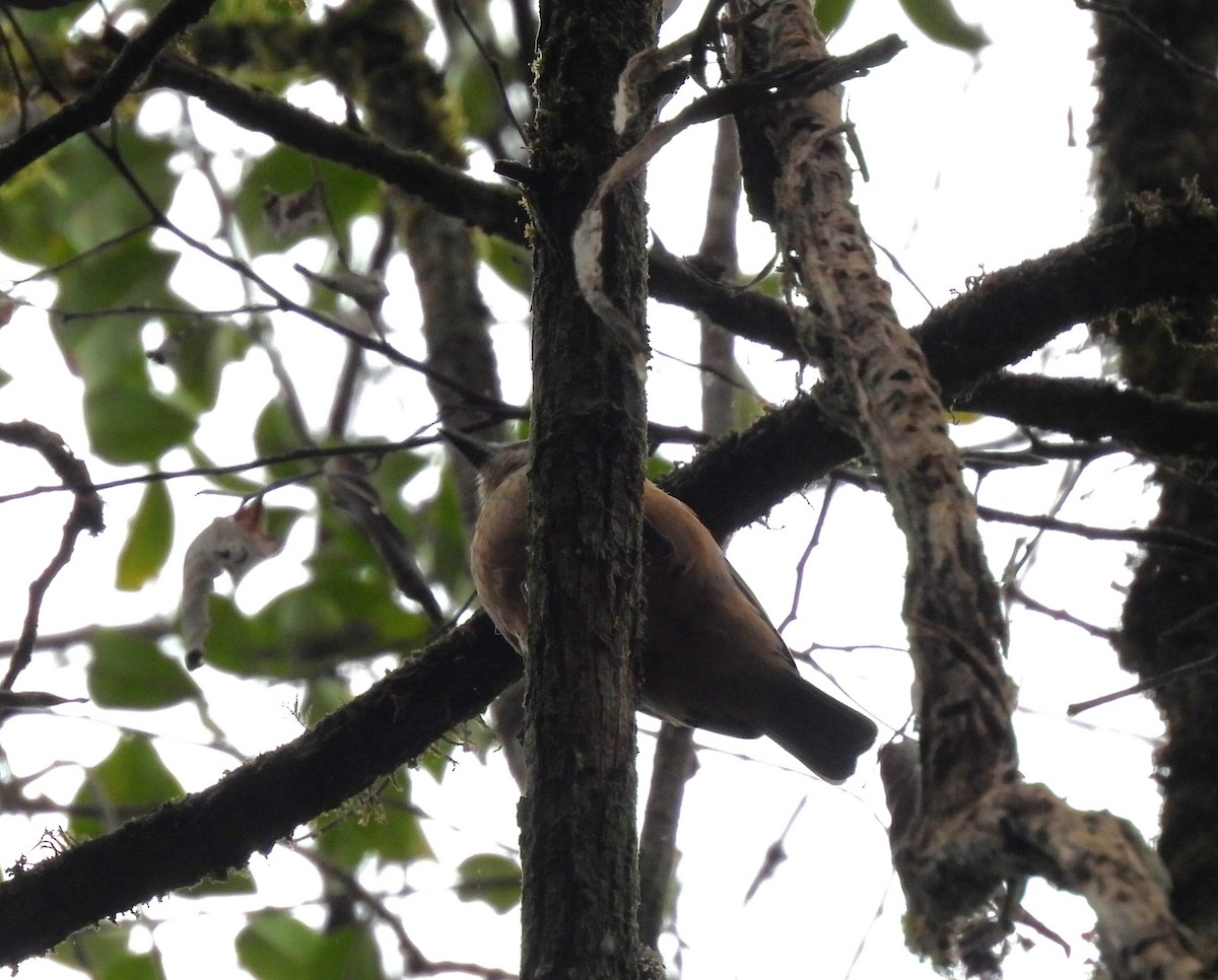 Bower's Shrikethrush - ML639334240