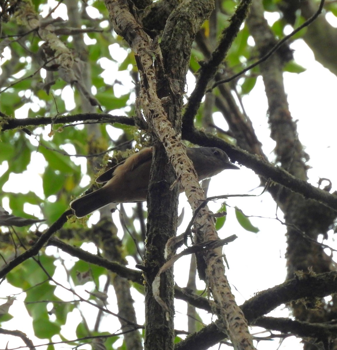 Bower's Shrikethrush - ML639334241