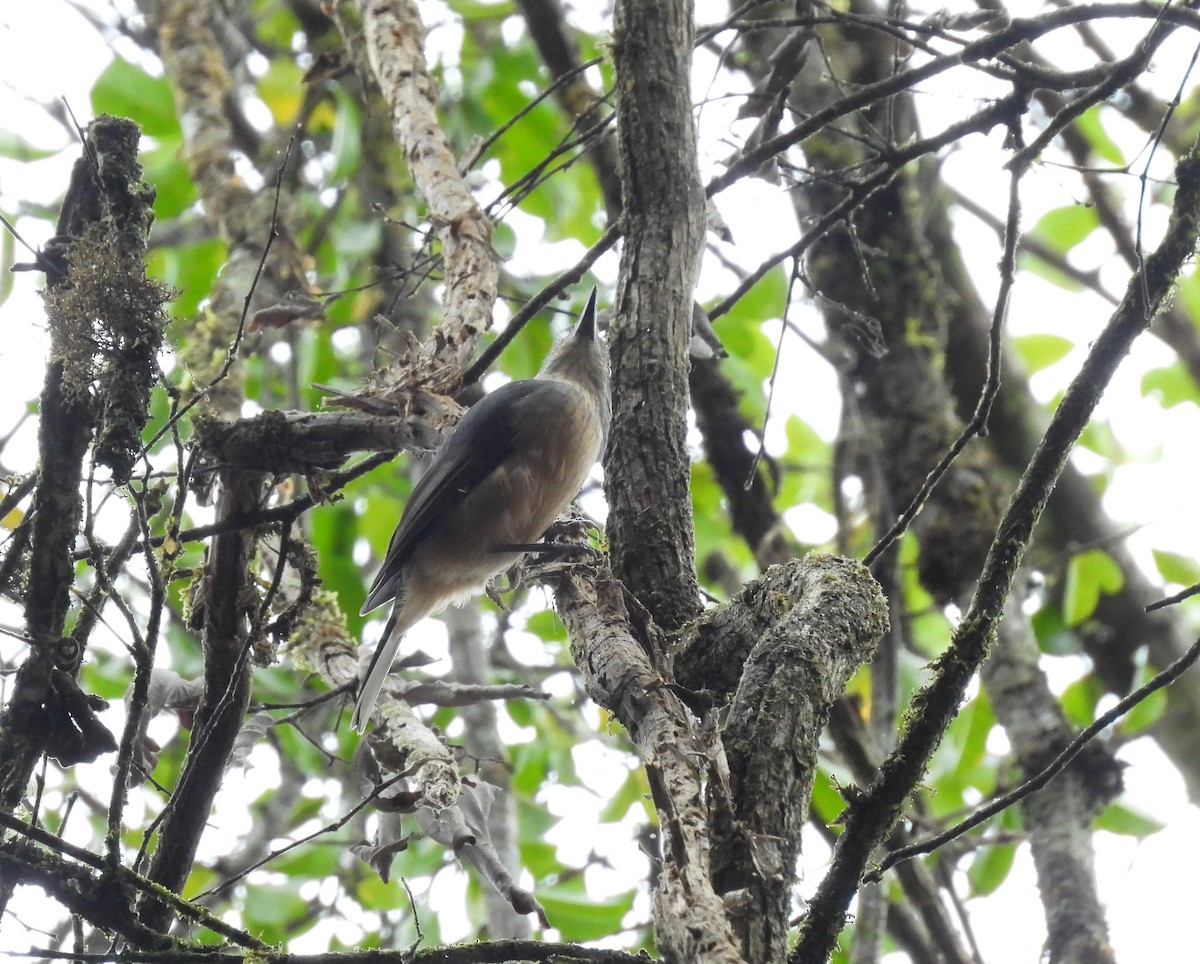 Bower's Shrikethrush - ML639334242
