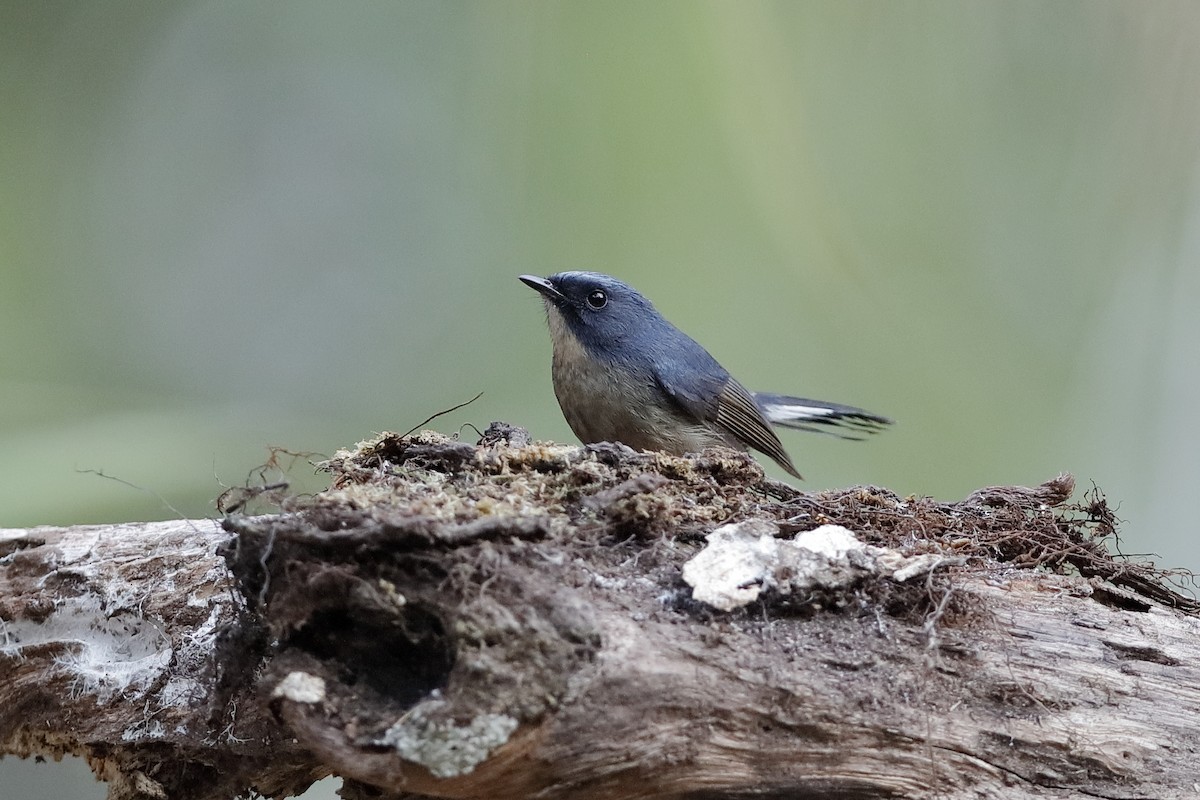 Slaty-blue Flycatcher - ML639334283