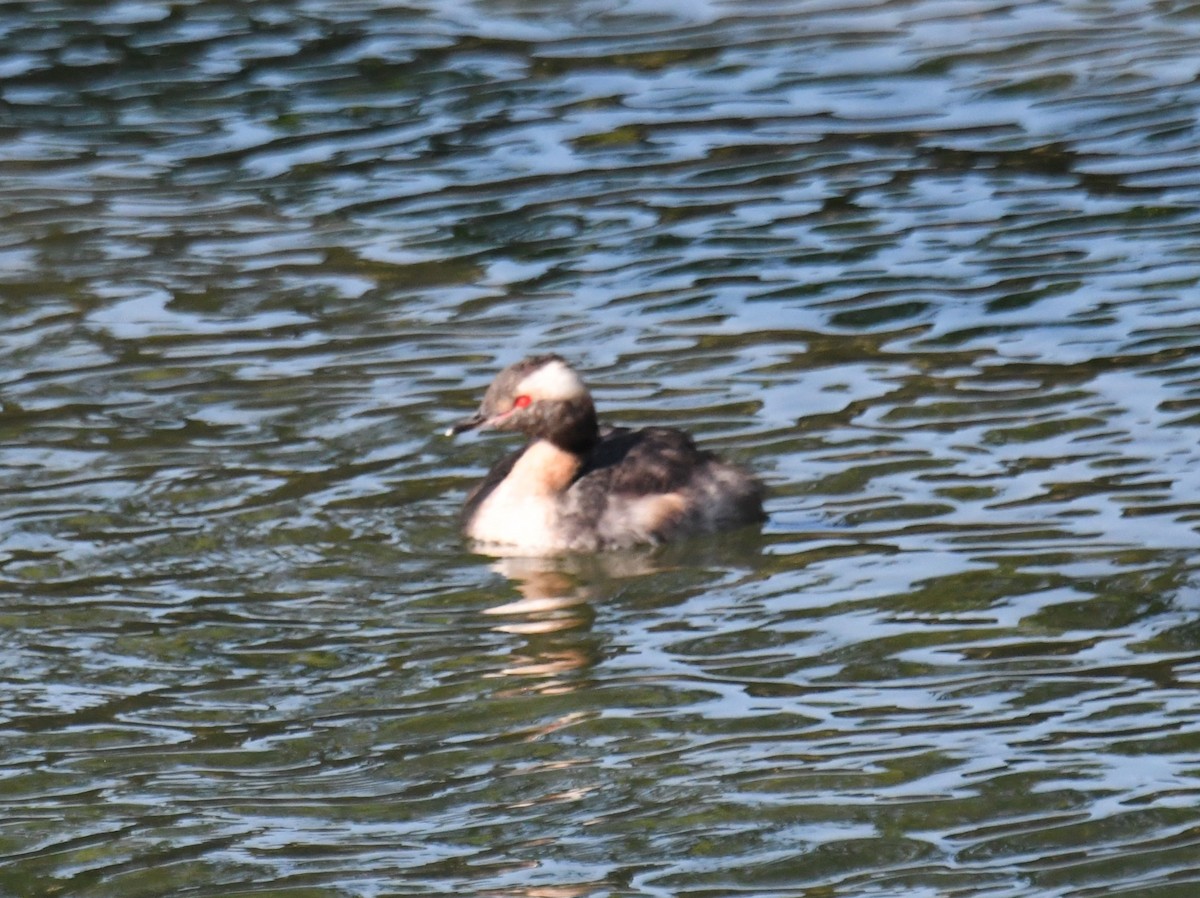 Horned Grebe - ML639334322
