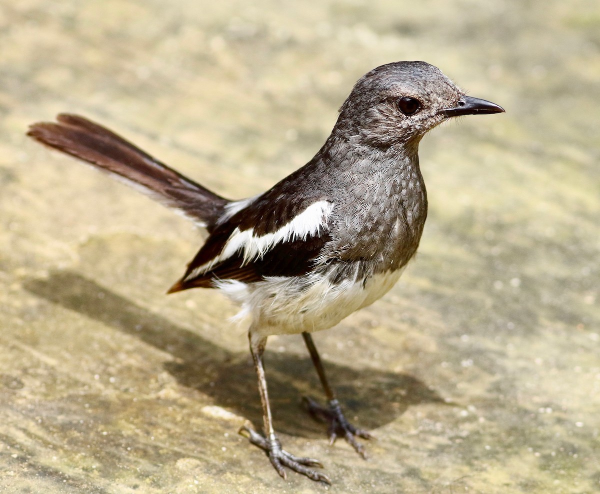 Oriental Magpie-Robin - ML639334346