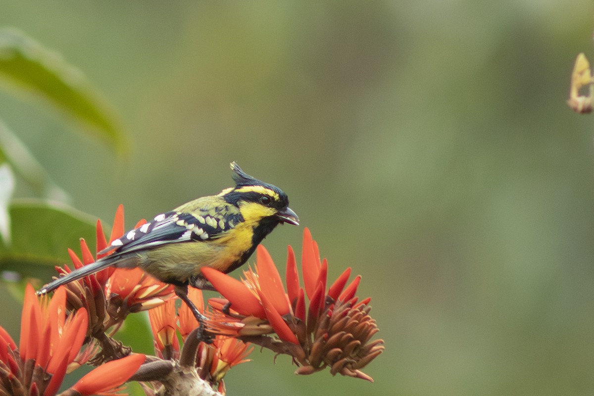Himalayan Black-lored Tit - ML639334352