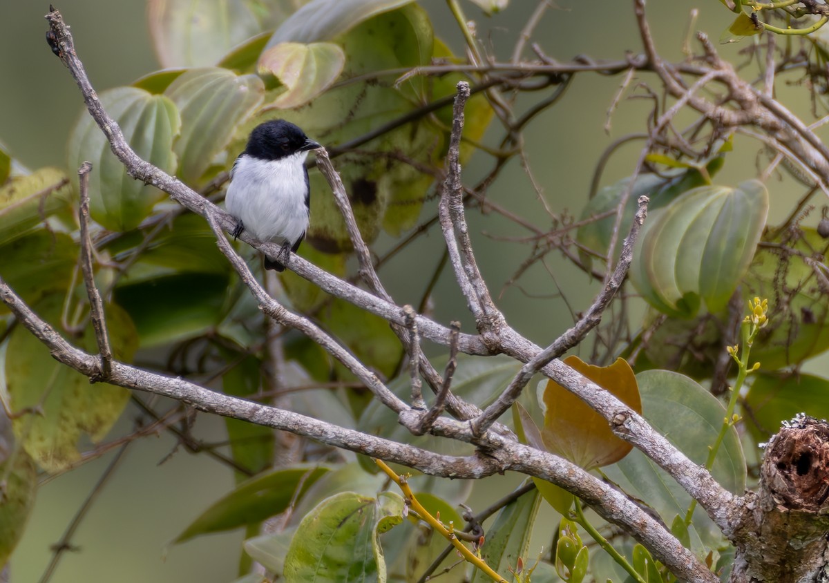 Bicolored Flowerpecker - ML639334428