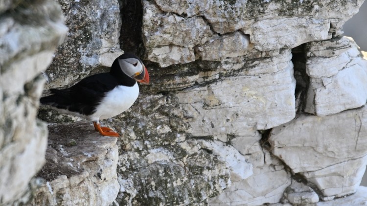 Pulcinella di mare - ML639334656