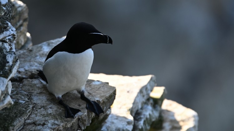 Gazza marina - ML639334664