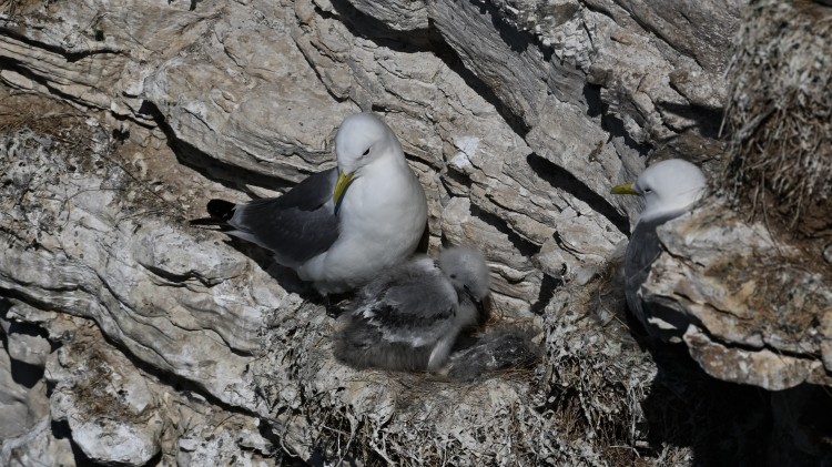 Gabbiano tridattilo - ML639334681