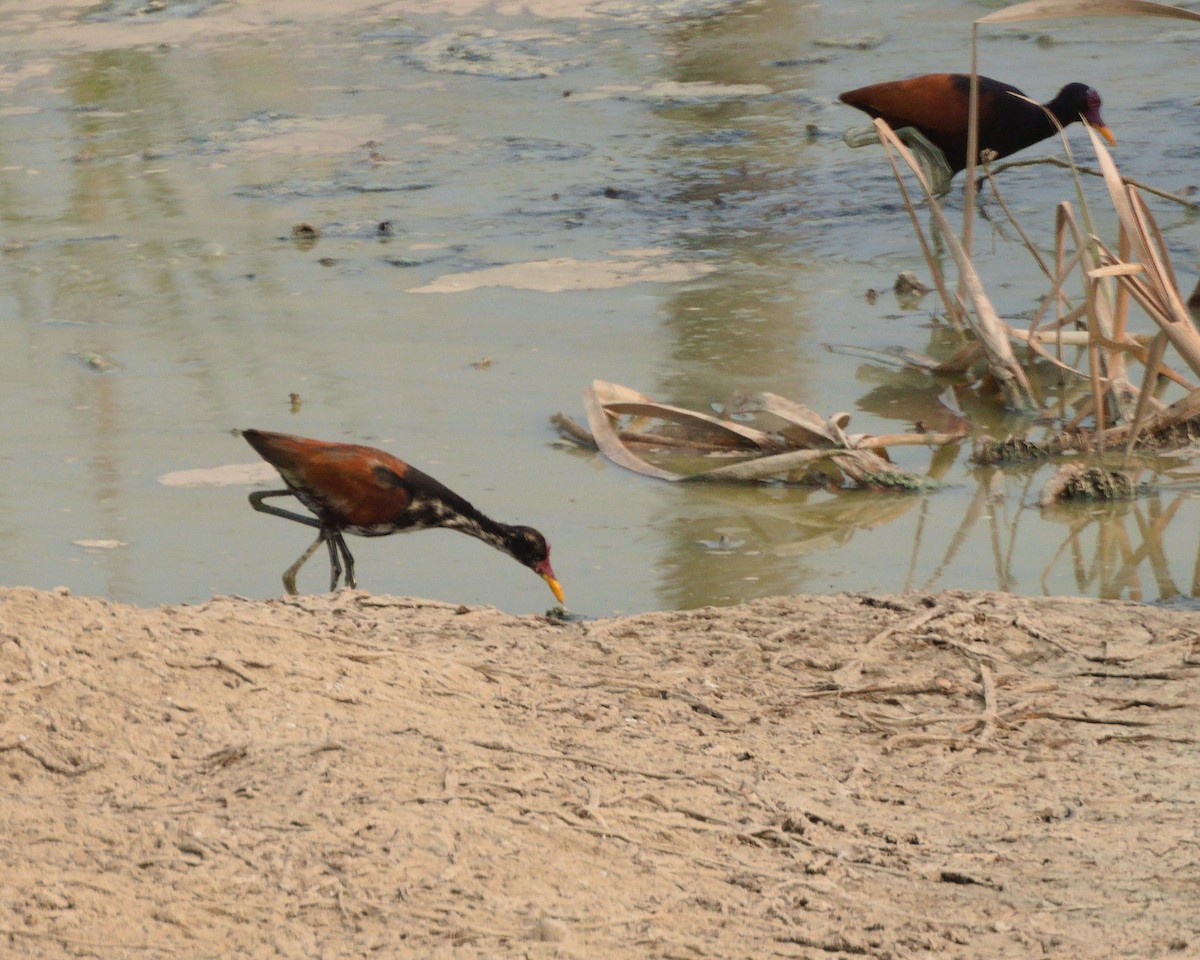 Wattled Jacana - ML639334694