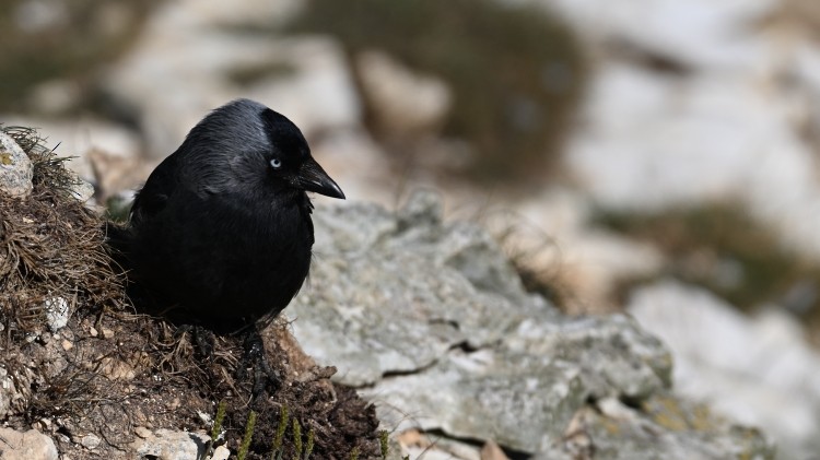 Taccola - ML639334699