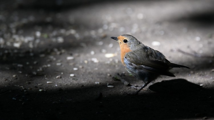 Pettirosso - ML639334729