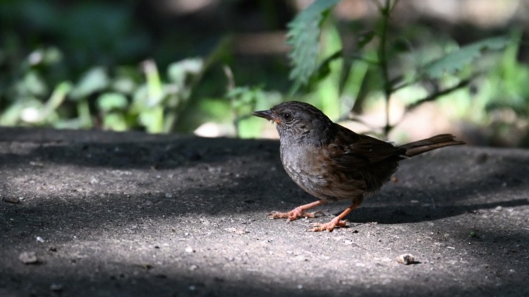 Passera scopaiola - ML639334732