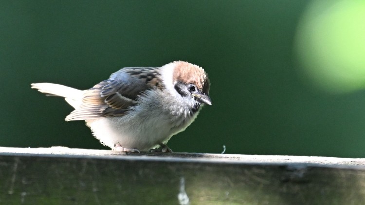 Passera mattugia - ML639334742