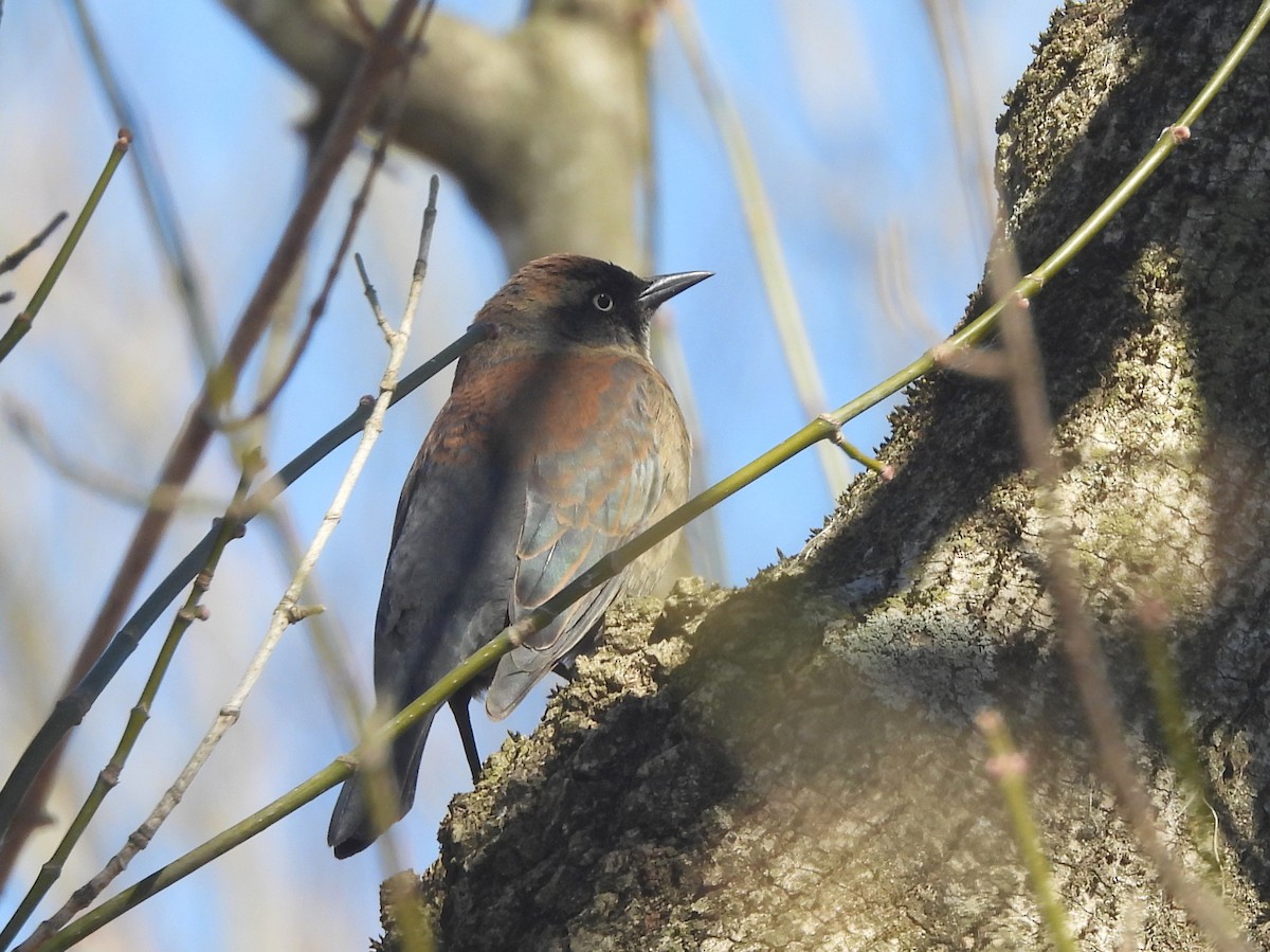 Rusty Blackbird - ML639334771