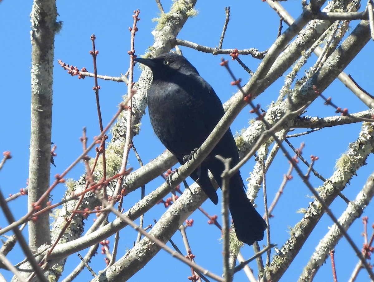 Rusty Blackbird - ML639334772