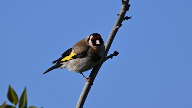 Cardellino - ML639334804